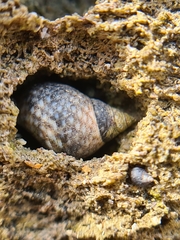 Gastropoda