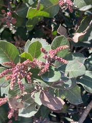 Rhus ovata