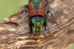 Chrysis elegans