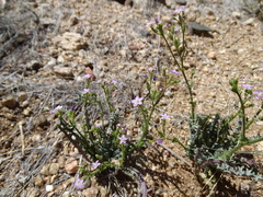 Gilia sinuata