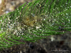 Bunodeopsis globulifera