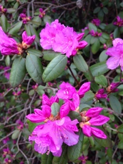 Rhododendron ponticum