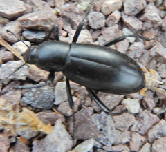 Eleodes longicollis