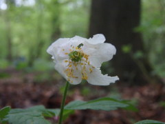 Anemonoides nemorosa