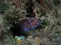 Emblemaria pandionis