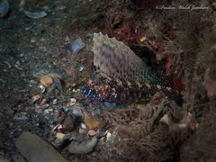 Emblemaria pandionis