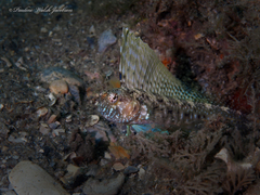 Emblemaria pandionis