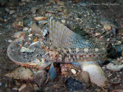 Emblemaria pandionis