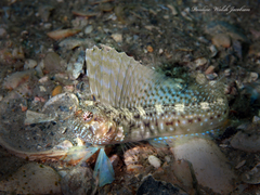 Emblemaria pandionis