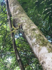 Tillandsia polystachia