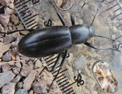 Eleodes longicollis