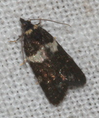 Dichelia cosmopis