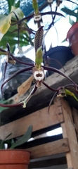 Catasetum saccatum