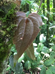 Smilax tomentosa