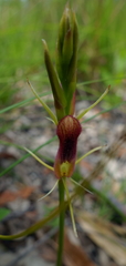 Cryptostylis hunteriana