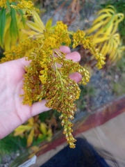 Solidago canadensis