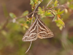 Dichromodes confluaria