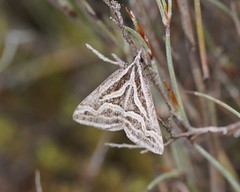 Dichromodes confluaria