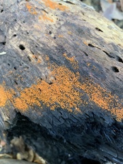 Bionectriaceae