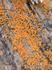 Bionectriaceae