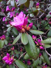 Rhododendron ponticum
