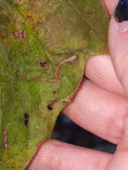 Ectoedemia clemensella