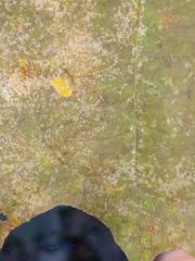 Ectoedemia clemensella