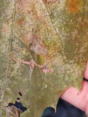 Ectoedemia clemensella