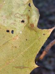 Ectoedemia clemensella