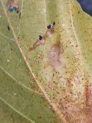 Ectoedemia clemensella