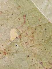 Ectoedemia clemensella