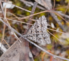 Dichromodes diffusaria