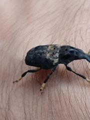 Stenocerus fulvitarsis