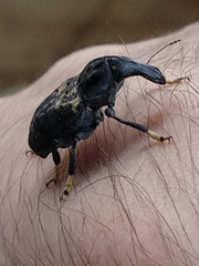 Stenocerus fulvitarsis