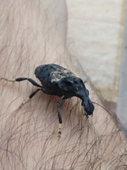 Stenocerus fulvitarsis