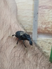 Stenocerus fulvitarsis