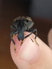 Stenocerus fulvitarsis