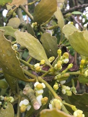 Dendrophthora clavata