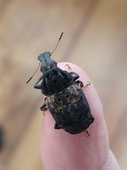 Stenocerus fulvitarsis