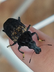 Stenocerus fulvitarsis