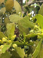 Dendrophthora clavata