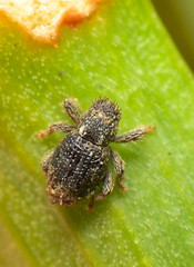 Microcryptorhynchus perpusillus