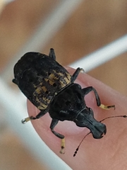 Stenocerus fulvitarsis