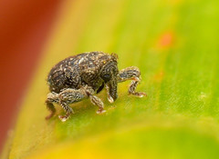 Microcryptorhynchus perpusillus