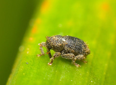 Microcryptorhynchus perpusillus