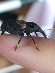 Stenocerus fulvitarsis