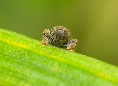 Microcryptorhynchus perpusillus