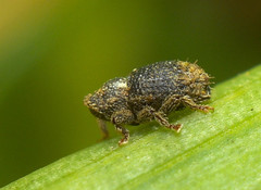 Microcryptorhynchus perpusillus