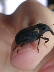 Stenocerus fulvitarsis