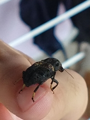 Stenocerus fulvitarsis